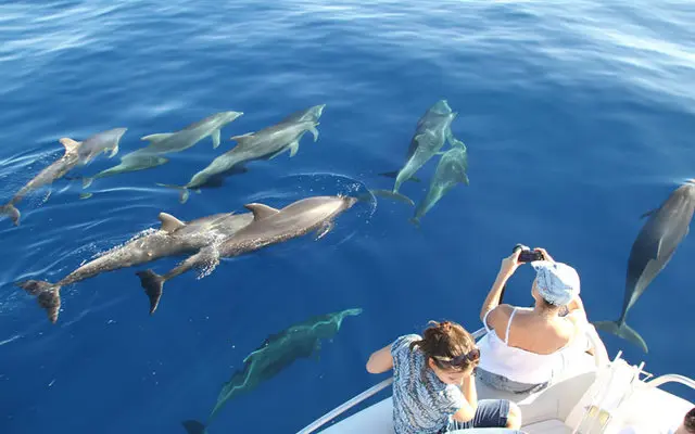 ecodyssey sortie dauphins 1