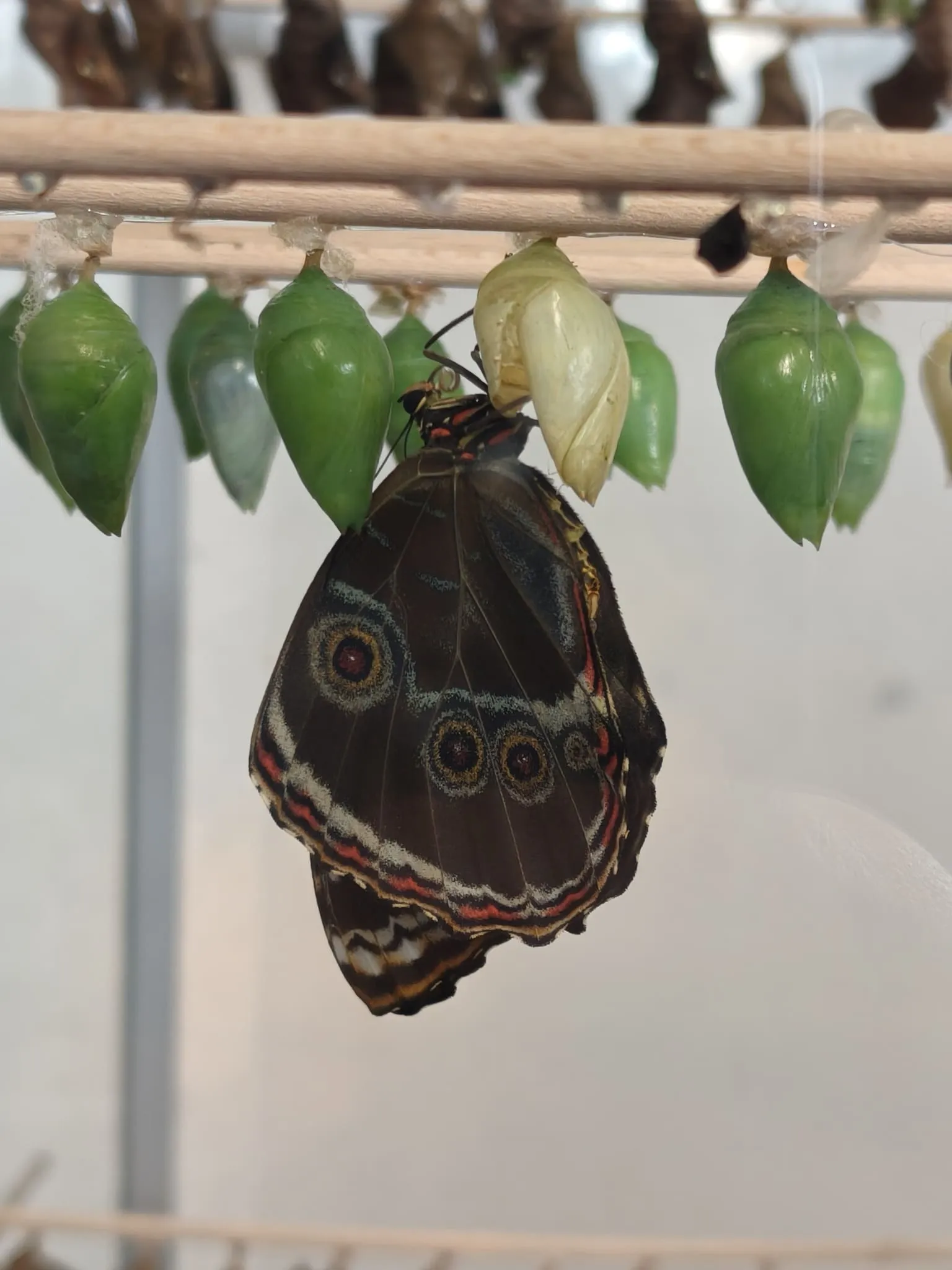 ecodyssey vienne maison des papillons 17140112